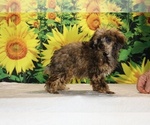 Marbles - Male Poodle (Toy) Puppy for Sale - Photo #14