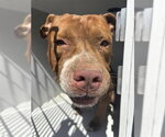 Small American Pit Bull Terrier