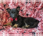 Small Photo #4 German Shepherd Dog Puppy For Sale in QUARRYVILLE, PA, USA