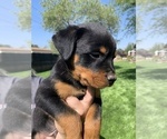Small Photo #44 Rottweiler Puppy For Sale in OAK GLEN, CA, USA