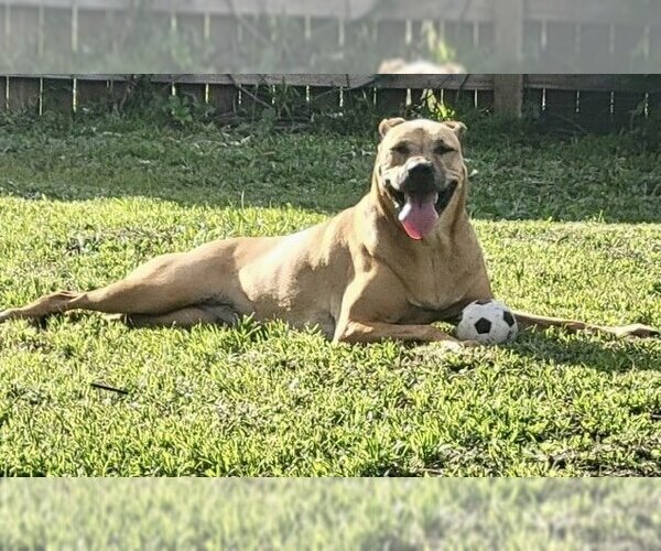 Medium Photo #1 Mountain Cur-Unknown Mix Puppy For Sale in Royal Palm Beach, FL, USA