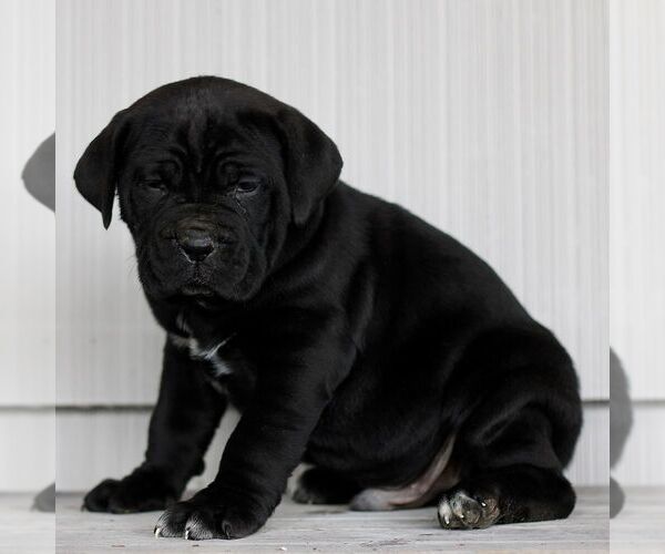 Medium Photo #2 Cane Corso Puppy For Sale in LANCASTER, PA, USA