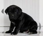 Small #1 Cane Corso