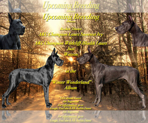 Great Dane Puppy for sale in NORTH BRANFORD, CT, USA