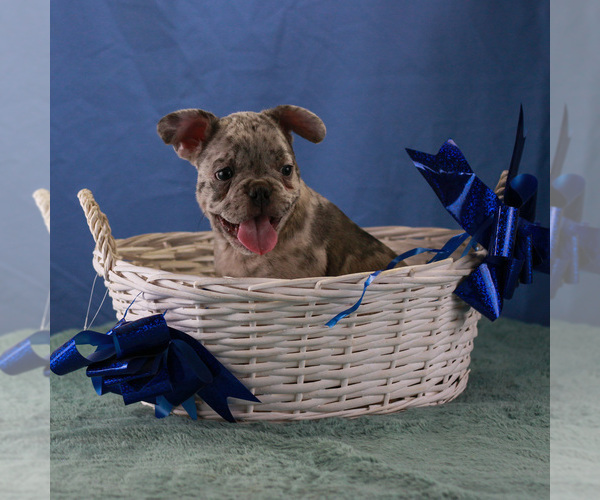 Medium Photo #3 French Bulldog Puppy For Sale in BROOKLYN, NY, USA