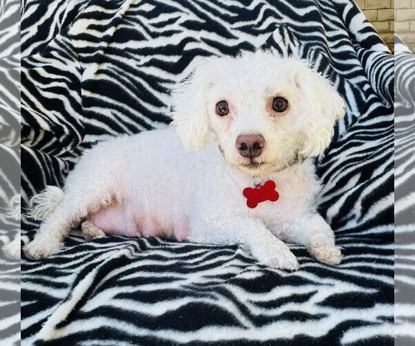 Medium Photo #3 Mutt Puppy For Sale in Marina Del Rey, CA, USA