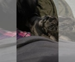 Small Photo #4 Pug Puppy For Sale in BLOOMINGTON, IL, USA