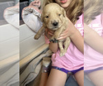 Small #5 Golden Retriever