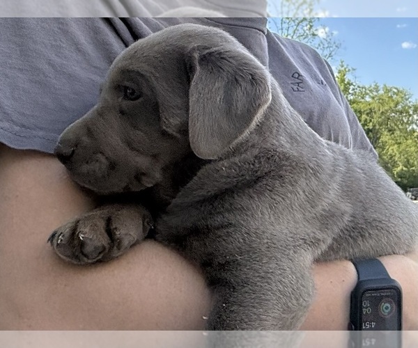 Medium Photo #3 Labrador Retriever Puppy For Sale in CLINTON, SC, USA