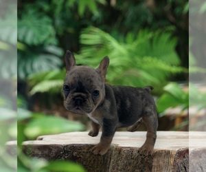 French Bulldog Puppy for sale in NEW BRUNSWICK, NJ, USA