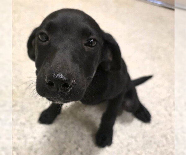 Medium Photo #1 Labrador Retriever-Unknown Mix Puppy For Sale in Conroe, TX, USA