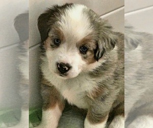 Australian Shepherd Puppy for sale in DOSWELL, VA, USA