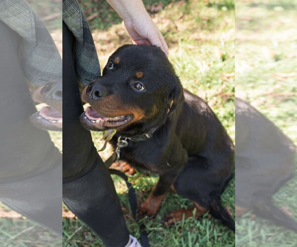 Medium Photo #9 Rottweiler Puppy For Sale in Mooresville, NC, USA