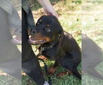 Small #8 Rottweiler