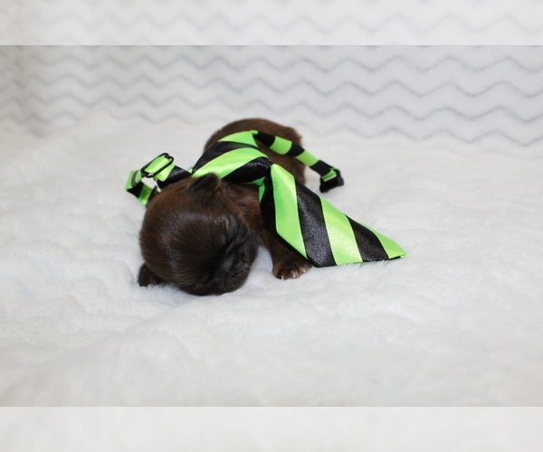 Medium Photo #2 Shih Tzu Puppy For Sale in LEHIGHTON, PA, USA