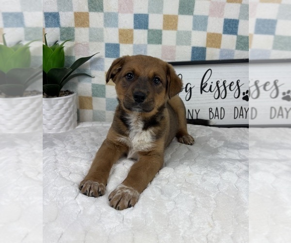 Medium Photo #3 Australian Cattle Dog Puppy For Sale in FRANKLIN, IN, USA