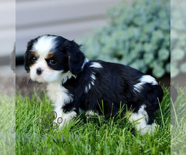 Medium Photo #3 Cavalier King Charles Spaniel Puppy For Sale in CHRISTIANA, PA, USA