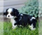 Small #2 Cavalier King Charles Spaniel