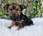 Milo - Male Yorkshire Terrier Puppy for Sale - Photo #2