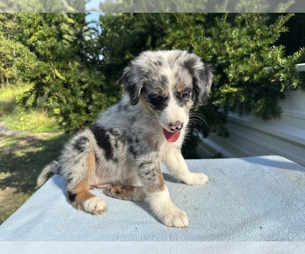 Medium Photo #21 Australian Shepherd Puppy For Sale in HYDEN, KY, USA