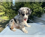 Small #20 Australian Shepherd
