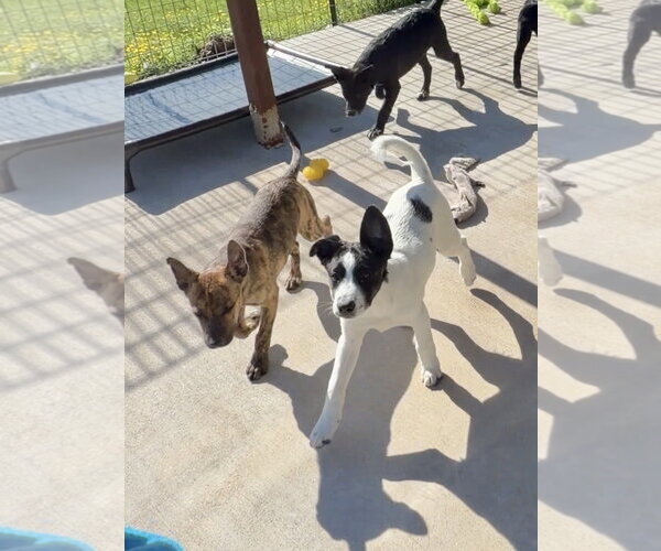 Medium Photo #4 Australian Shepherd-Unknown Mix Puppy For Sale in Green Forest, AR, USA