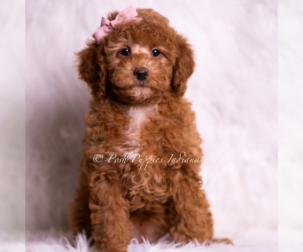 Medium Photo #1 Goldendoodle (Miniature) Puppy For Sale in WARSAW, IN, USA