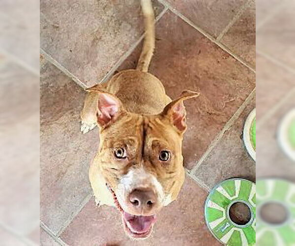 Medium Photo #2 American Pit Bull Terrier-Unknown Mix Puppy For Sale in Denton, TX, USA