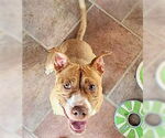Small #1 American Pit Bull Terrier Mix