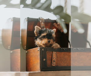 Yorkshire Terrier Puppy for sale in BOILING SPRINGS, SC, USA