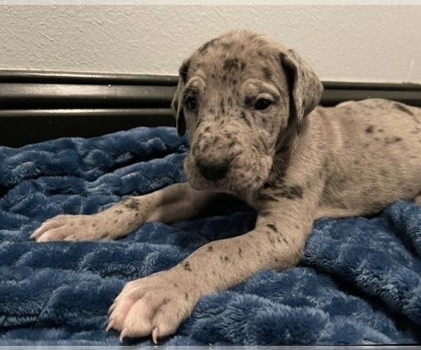 Medium Photo #10 Great Dane Puppy For Sale in SHREVEPORT, LA, USA
