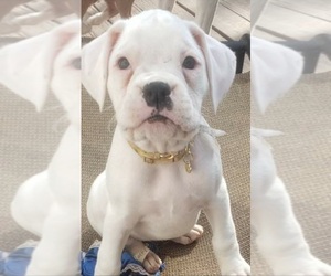 Boxer Puppy for sale in HIGHLAND LAKES, NJ, USA