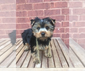 Yorkshire Terrier Puppy for sale in MBORO, TN, USA