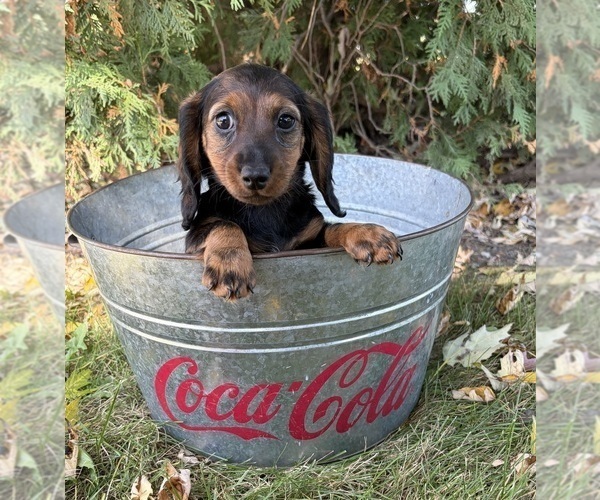 Medium Photo #2 Dachshund Puppy For Sale in MIDDLEBURY, IN, USA