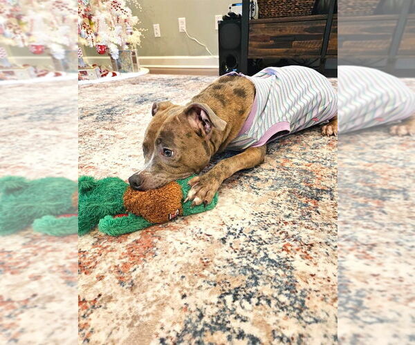 Medium Photo #5 Mutt Puppy For Sale in Rockville, MD, USA