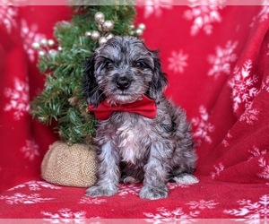 Cock-A-Poo Puppy for sale in RISING SUN, MD, USA