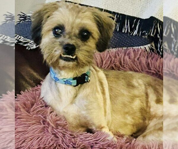 Medium Photo #1 Shih Tzu-Unknown Mix Puppy For Sale in Spring Lake, NC, USA