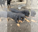 Small Photo #3 Rottweiler Puppy For Sale in LOS ANGELES, CA, USA