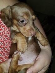 Dachshund Puppy for sale in GERVAIS, OR, USA