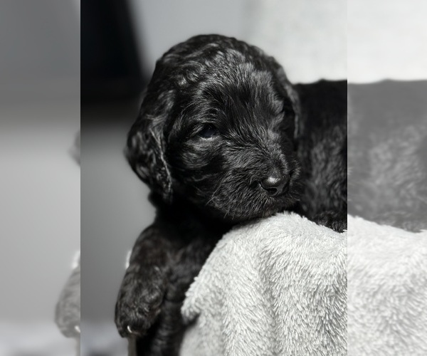 Medium Photo #26 Goldendoodle Puppy For Sale in HOWARD CITY, MI, USA