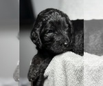 Small Photo #26 Goldendoodle Puppy For Sale in HOWARD CITY, MI, USA