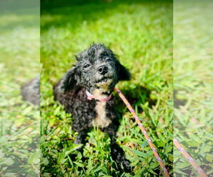 Poodle (Toy)-Unknown Mix Dogs for adoption in Pacolet, SC, USA