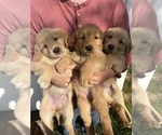 Small Photo #9 Golden Retriever Puppy For Sale in GASTONIA, NC, USA