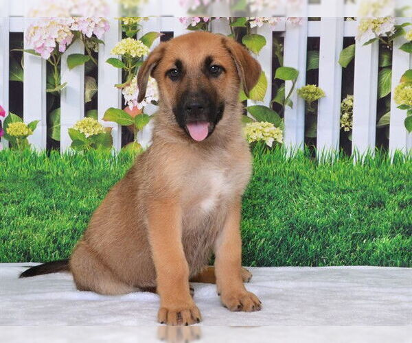 Medium Photo #1 German Shepherd Dog-Unknown Mix Puppy For Sale in Oroville, CA, USA