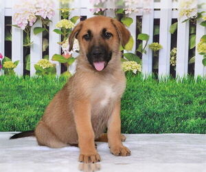 German Shepherd Dog-Unknown Mix Dogs for adoption in Oroville, CA, USA