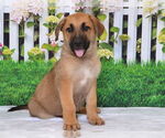 Small German Shepherd Dog Mix