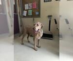 TEDDY - Male Goldendoodle Dog for Adoption - Small photo