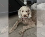 Small #5 Labradoodle