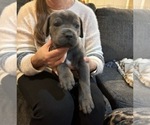 Small Photo #9 Cane Corso Puppy For Sale in ATASCOCITA, TX, USA