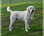 Small Photo #1 Labrador Retriever Puppy For Sale in TAFT, TN, USA